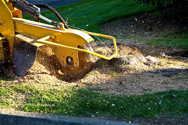 The Steps Involved in Our Tree Care Process in Arbuckle, CA